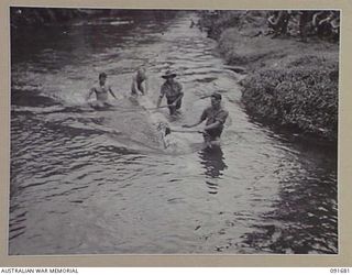 SORAKEN AREA, BOUGAINVILLE. 1945-05-04. PERSONNEL OF 16 FIELD COMPANY, ROYAL AUSTRALIAN ENGINEERS, FLOATING A LOG UP THE NARGAN RIVER FOR THE CONSTRUCTION OF A BRIDGE ON THE EAST WEST TRAIL. ..