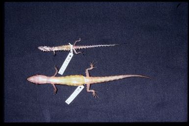 2 specimens (ventral)