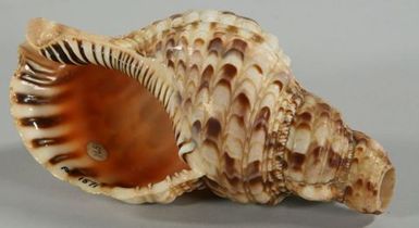 Pu (shell trumpet)