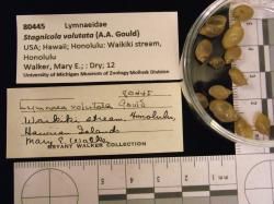 Stagnicola; volutata