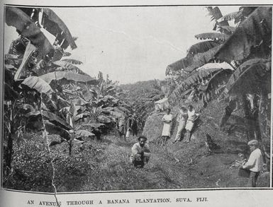 An avenue through a banana plantation, Suva. Fiji