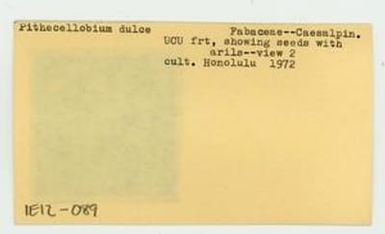 [Pithecellobium dulce in Hawaii, envelope IE12-089]