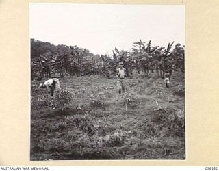 KAIRIRU ISLAND, NEW GUINEA, 1945-09-08. JAPANESE SOLDIERS WORKING IN THE FIELDS. FOLLOWING THE SURRENDER OF THE JAPANESE, THE ISLAND IS NOW UNDER THE CONTROL OF HQ 6 DIVISION