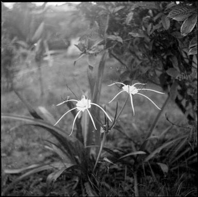 New Guinea flower growing in a clump in a garden, Rabaul, New Guinea, ca. 1936 / Sarah Chinnery