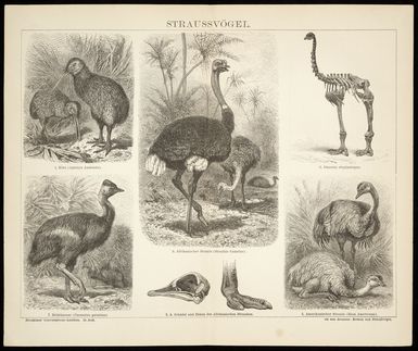 Artist unknown :Straussvoegel. Kiwi (Apteryx Australis) ... Dinornis elephantopus. [1882-1887]