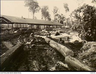 Lae, New Guinea. 1944-07-26. Natives of Australian New Guinea Administrative Unit (ANGAU) cutting a large log into manageable lengths at the sawmill of 2/3rd Forestry Company in the Busu Forest