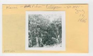 [Pittosporum gayanum in Hawaii, IE25-153]