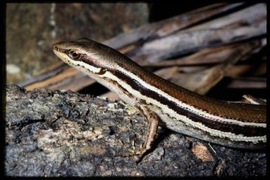 Lioscincus vivae