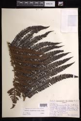 Sadleria souleyetiana