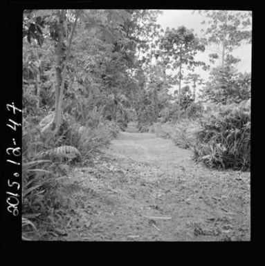 Bougainville Island