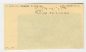[Araucaria bernieri in New Caledonia, envelope IE41-195]