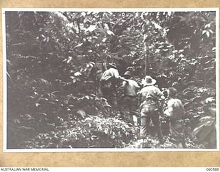 SATTELBERG AREA, NEW GUINEA. 1943-11-15. TROOPS OF THE 2/24TH. AUSTRALIAN INFANTRY BATTALION MOVING UP A STEEP HILL DURING THEIR ADVANCE TO ESTABLISH NEW FORWARD POSITIONS