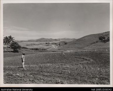 Contour planting and cultivation near Uciwal School, south of Nandi