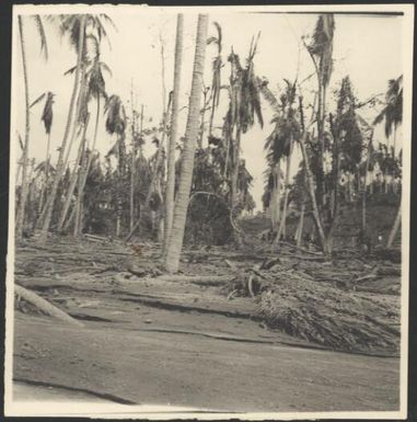 Shredded palm trees with a group of people in the distance, Rabaul, New Guinea, 1937 / Sarah Chinnery