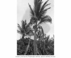 Palm tree with damaged fronds from the atomic blasts, Lujor Island, Enewetak Atoll, summer 1949