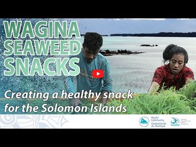 Wagina Island, the largest exporter of seaweed in the South Pacific