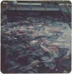 Colored fish in pool, Honolulu, Christmas 1974