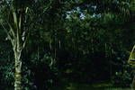 Cocoa plantation, near Lae, 1960?