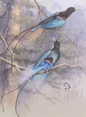 Blue bird of paradise, Paradisaea rudolphi / Ellis Rowan