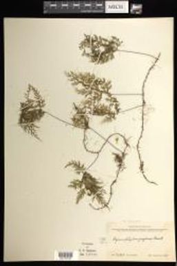 Hymenophyllum feejeense