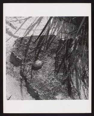 Laysan, P. Gould, 1966 (no negs)