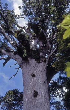 Tāne Mahuta – ‘Atua o te ngahere’