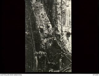 Kokoda Trail, New Guinea. 1944-04-03. A tree being felled by a native to make way for signal lines under construction by the 23rd Line Section, 18th Australian Lines of Communication Area Signals. ..