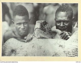 TSIMBA AREA, BOUGAINVILLE ISLAND. 1945-02-19. TWO NEW GUINEA ADMINISTRATIVE UNIT (NGAU) NATIVES PROUDLY DISPLAY A GIANT TURTLE WHICH THEY CAUGHT ON PERAT WHILE AWAITING THE RETURN OF THE NEW GUINEA ..