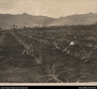 Trial plot No.2 on sea side of Lautoka to Nadi tramline