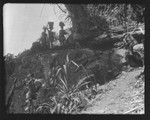 Group of women transporting goods on their heads, Rennell Island