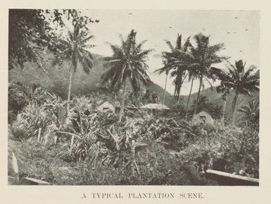 A typical plantation scene