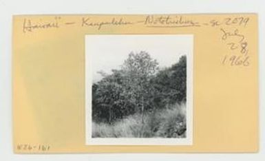 [Nototrichum in Hawaii, envelope IE26-161]