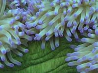 Patterns in Undersea Nature 12