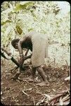 Woman planting taro