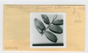 [Diospyros hillebrandii in Hawaii, envelope IE27-178]