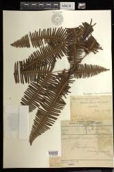 Dicranopteris linearis f. emarginata