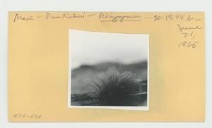 [Rhizogonium in Hawaii, envelope IE24-020]