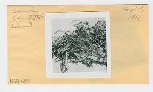[Sesuvium in Hawaii, envelope IE29-085]
