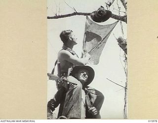 1943-10-21. NEW GUINEA. RAMU VALLEY. PTE. J. HEARN OF BOULDER CITY, W.A., CLIMBS ON THE SHOULDER OF CPL. W.W. WILLIAMSON OF MARYLANDS, W.A. TO PULL DOWN A JAPANESE FLAG FROM A TREE NEAR JAPANESE ..