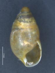 Leptachatina; subovata