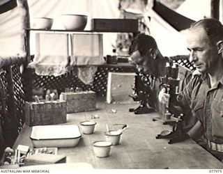 WUNUNG PLANTATION, NEW BRITAIN. 1944-12-30. QX39662 CORPORAL G. A. SMITH (LEFT) AND SX6032 CAPTAIN J. S. GREENE, OFFICER-IN-CHARGE WORKING IN THE FIELD LABORATORY OF THE 28TH MALARIA CONTROL UNIT, ..