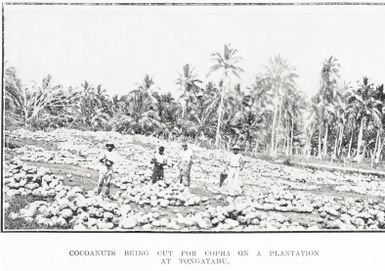Cocoanuts Being Cut For Copra on A Plantation At Tongatapu