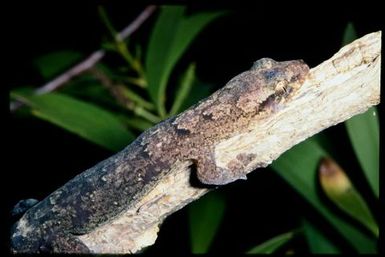 Gecko sp.