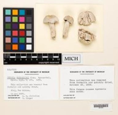 Russula nondorbingi