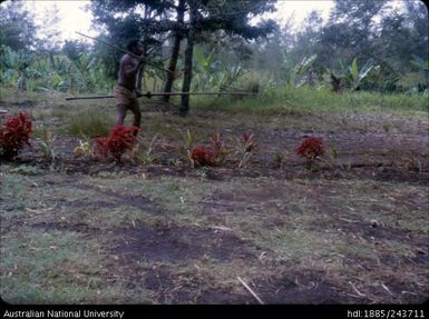 Male using spears