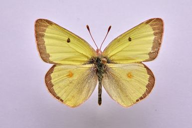 Colias philodice eriphyle Edwards, 1876 - male