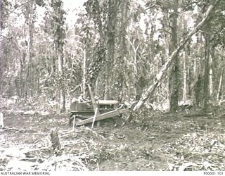 THE SOLOMON ISLANDS, 1945-04-24/27. A BULLDOZER, OPERATED BY A NATIVE, CLEARING TREES FROM AN AREA ALLOCATED FOR THE CONSTRUCTION OF AN AUSTRALIAN CAMP SITE ON BOUGAINVILLE ISLAND. (RNZAF OFFICIAL ..