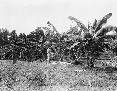 Banana plantation, Samoa