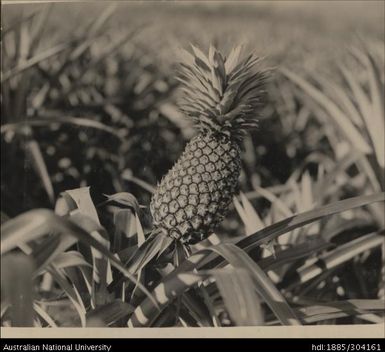 Wind damaged pineapple