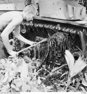 1942-12-05. PAPUA. TROOPER ROBERT ANTON OF NEW SOUTH WALES CLEARS MUD FROM TANK TRACKS AFTER ACTION. (NEGATIVE BY G. SILK)